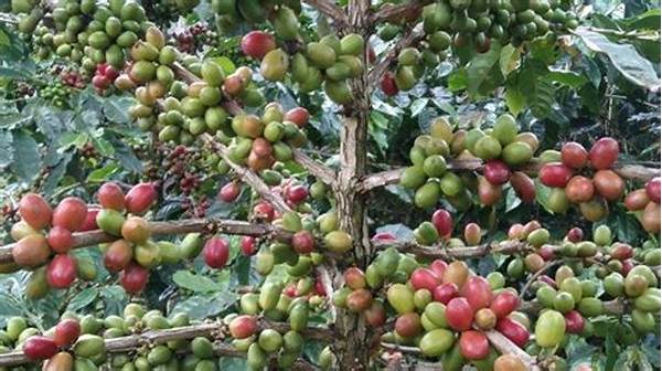 anomali-ekonomi-harga-kopi-gayo-kembali-naik-petani-langsa-diimbau-waspada-aksi-pencurian_22f44de23.jpg