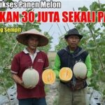 langsa-post-viral-kisah-sukses-petani-melon-di-gampong-meurandeh-aceh-omzet-ratusan-juta_f97d862a9.jpg
