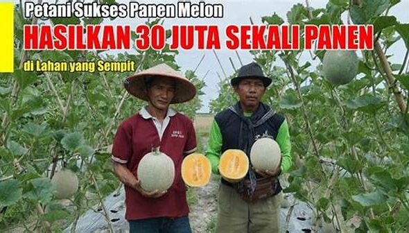 langsa-post-viral-kisah-sukses-petani-melon-di-gampong-meurandeh-aceh-omzet-ratusan-juta_f97d862a9.jpg
