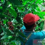 waspada-marak-aksi-pencurian-buah-kopi-gayo-di-perkebunan-dekat-batas-langsa-petani-diminta-siaga_33fbfe6df.jpg