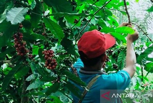 waspada-marak-aksi-pencurian-buah-kopi-gayo-di-perkebunan-dekat-batas-langsa-petani-diminta-siaga_33fbfe6df.jpg